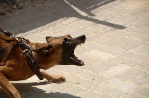 Dog attacks in Summer